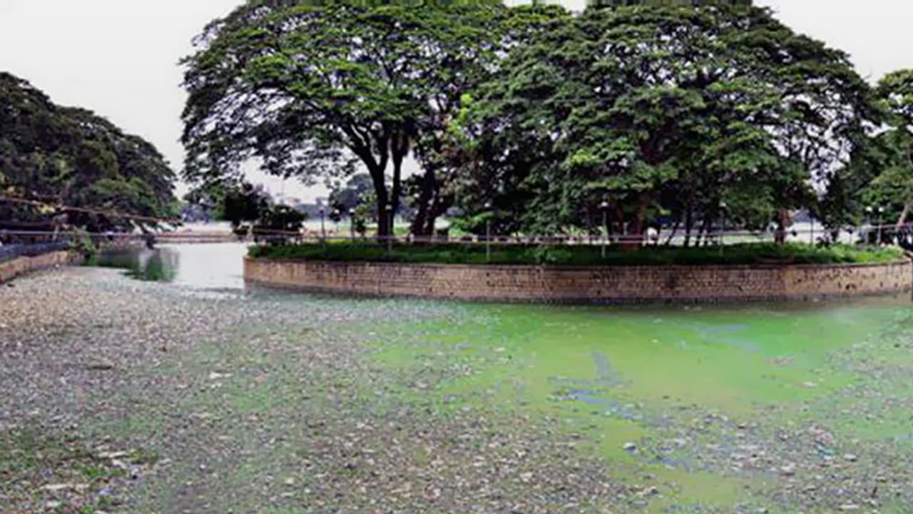 This is the condition of Bengaluru’s Ulsoor Lake, officials unmoved! This is the condition of Bengaluru’s Ulsoor Lake, officials unmoved!
