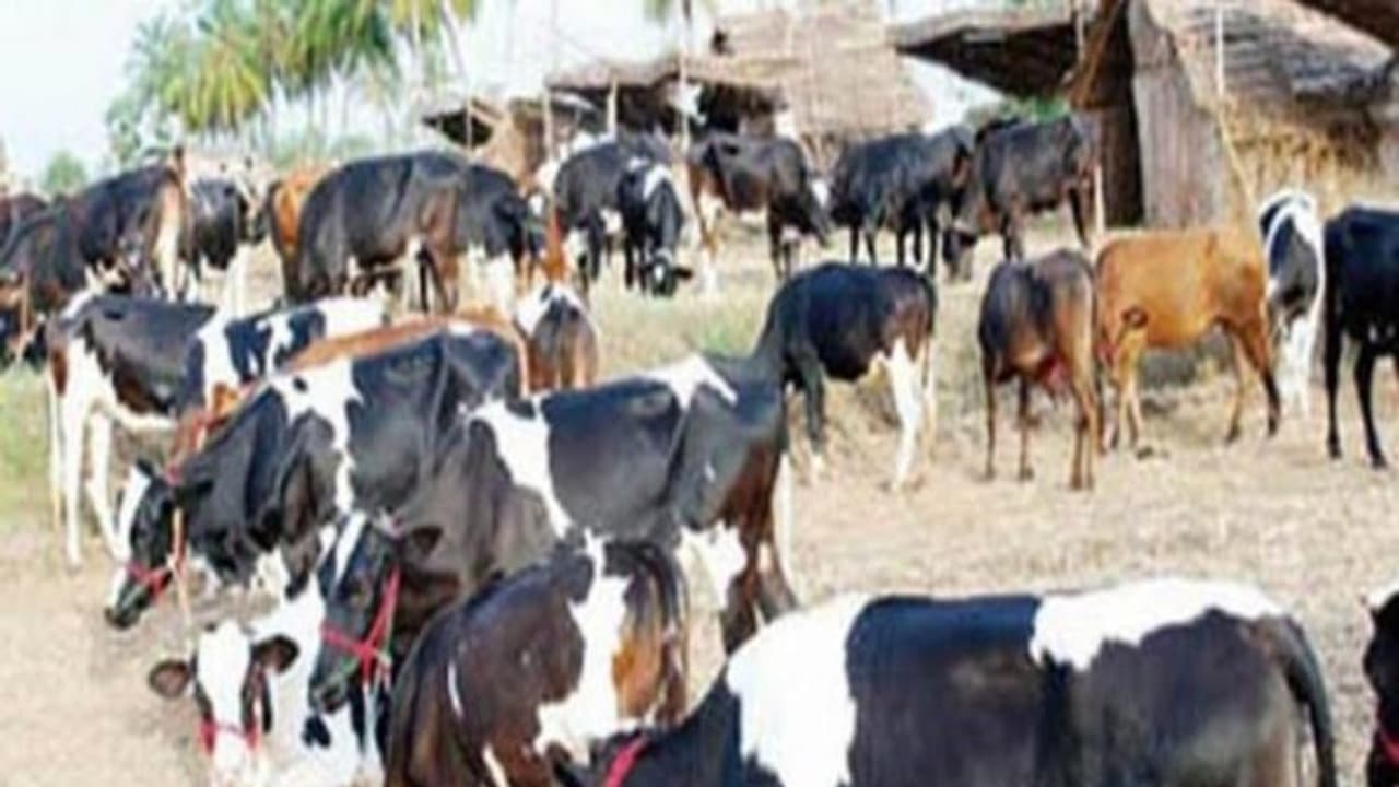 கால்நடைகளை வெகுவாக தாக்கி பெரும் சேதத்தை ஏற்படுத்தும் இந்த நோயை பற்றி தெரியுமா? கால்நடைகளை வெகுவாக தாக்கி பெரும் சேதத்தை ஏற்படுத்தும் இந்த நோயை பற்றி தெரியுமா?