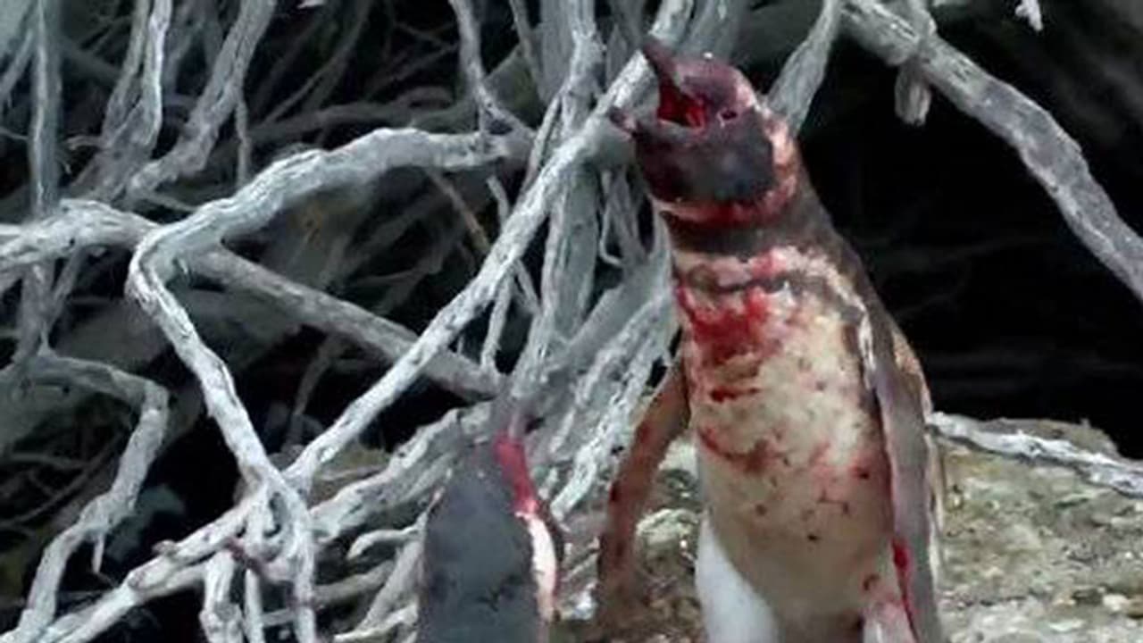 ಯುದ್ಧಗಳೆಲ್ಲವೂ ನಡೆದಿದ್ದು ಹೆಣ್ಣಿಗಾಗಿ, ಈ ಪೆಂಗ್ವಿನ್ ಸೆಣಸಿದ್ದು ಪತ್ನಿಗಾಗಿ: ಸೋತು ಗೆಲ್ಲುವ ಪೆಂಗ್ವಿನ್ ಯುದ್ಧ ವೈರಲ್ ವಿಡಿಯೋ..!