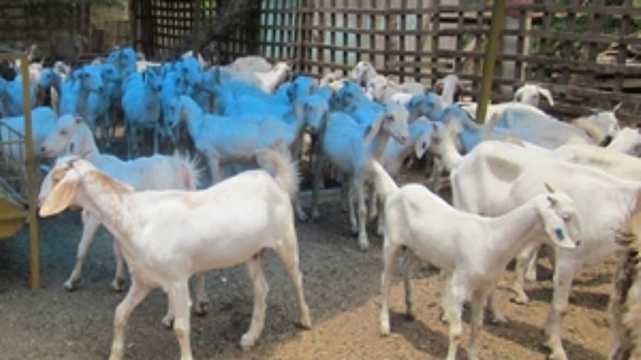 ஆட்டுப்பண்ணை தொடங்க நினைப்பவர்கள் இந்த முக்கிய விபரங்களை தெரிந்து வைத்துகொள்ள வேண்டும்... ஆட்டுப்பண்ணை தொடங்க நினைப்பவர்கள் இந்த முக்கிய விபரங்களை தெரிந்து வைத்துகொள்ள வேண்டும்...