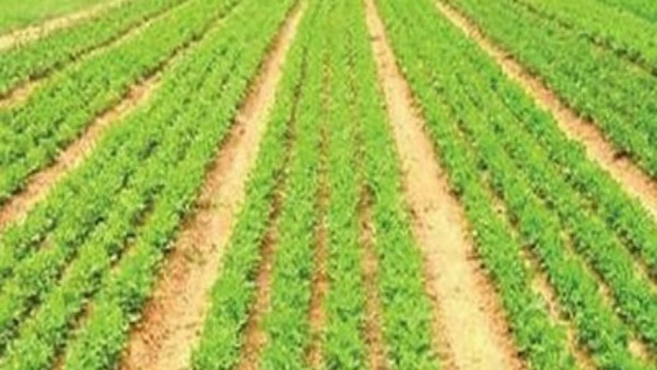 வெப்ப மண்டல பயிரான நிலக்கடலையை இப்படிதான் சாகுபடி செய்யணும்… வெப்ப மண்டல பயிரான நிலக்கடலையை இப்படிதான் சாகுபடி செய்யணும்…