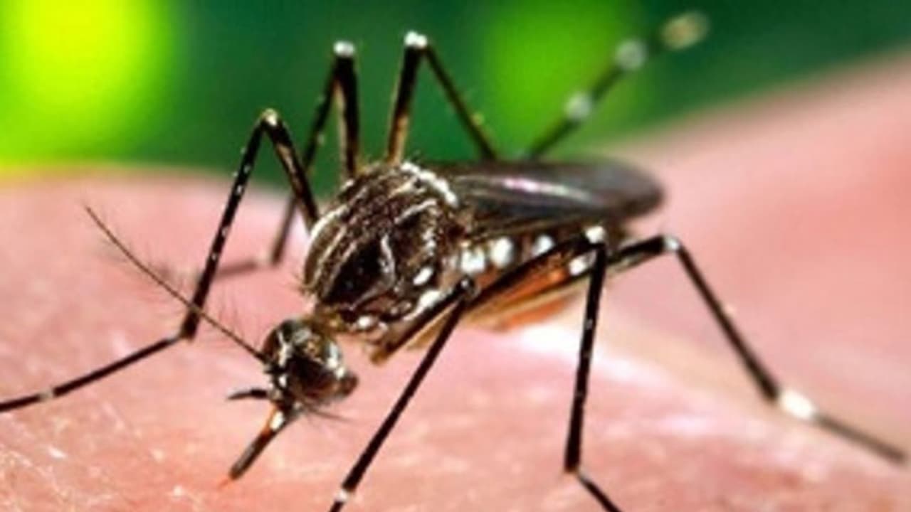 ഇന്ത്യയില് ആദ്യമായി സിക വൈറസ് സ്ഥിരീകരിച്ചു ഇന്ത്യയില് ആദ്യമായി സിക വൈറസ് സ്ഥിരീകരിച്ചു