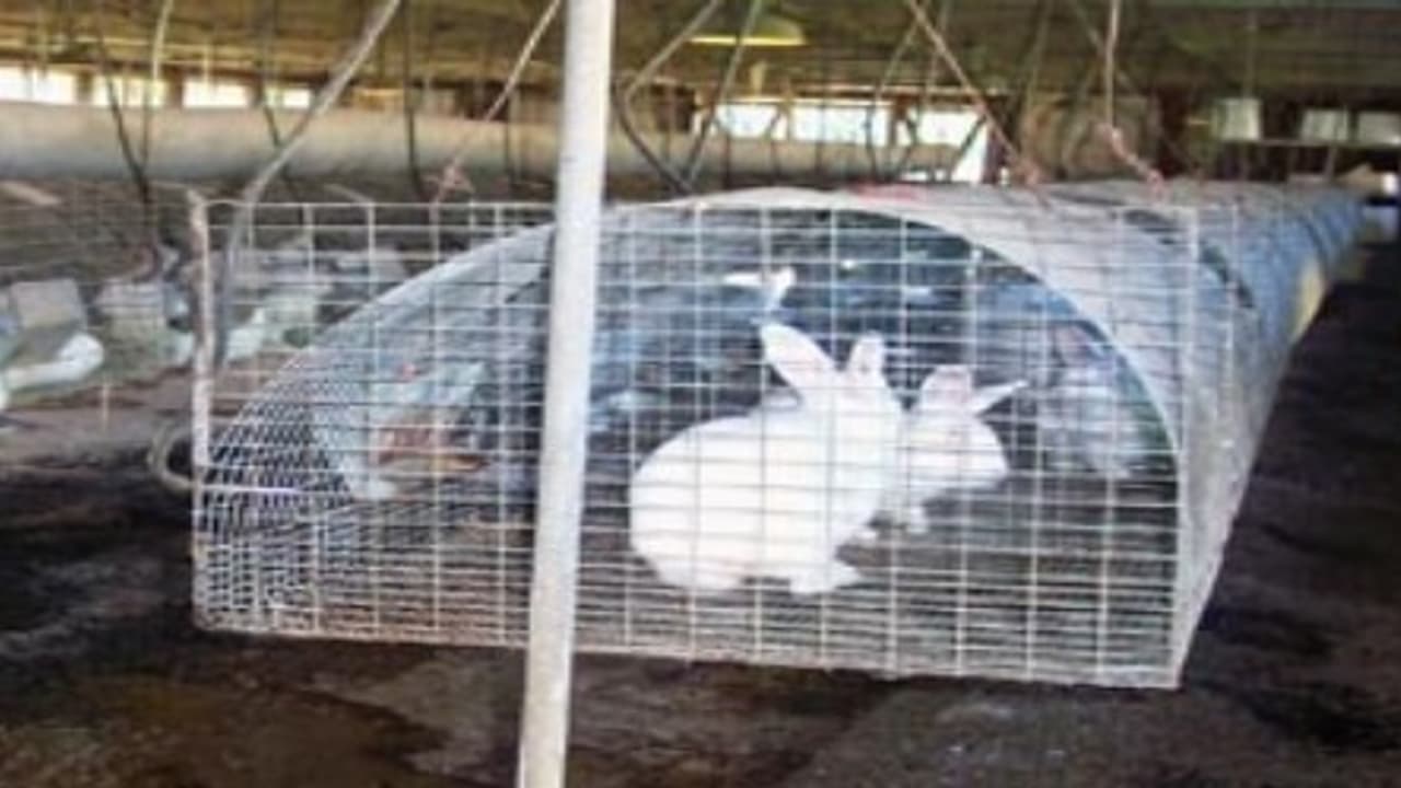 அதிக லாபம் தரும் தொழிலான முயல் வளர்ப்பு பற்றி தெரிஞ்சிக்கலாமா? அதிக லாபம் தரும் தொழிலான முயல் வளர்ப்பு பற்றி தெரிஞ்சிக்கலாமா?