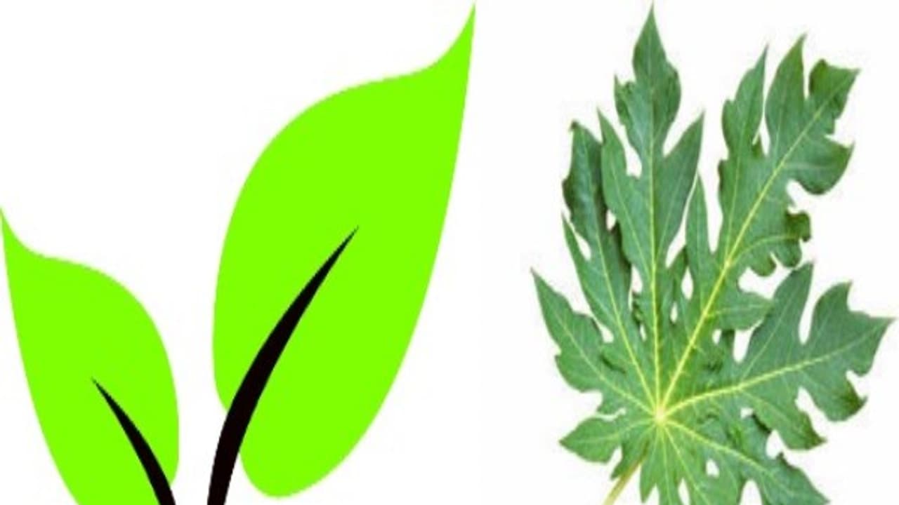 தமிழகத்தை காப்பாற்ற போவது இரட்டை இலையா? பப்பாளி இலையா? சமூக வலைத்தளத்தில் மக்கள் கருத்து..! தமிழகத்தை காப்பாற்ற போவது இரட்டை இலையா? பப்பாளி இலையா? சமூக வலைத்தளத்தில் மக்கள் கருத்து..!