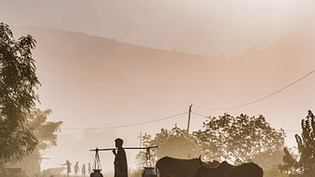 Andhra Pradesh: Pigs take center stage amid Reddy, Kamma feud Andhra Pradesh: Pigs take center stage amid Reddy, Kamma feud