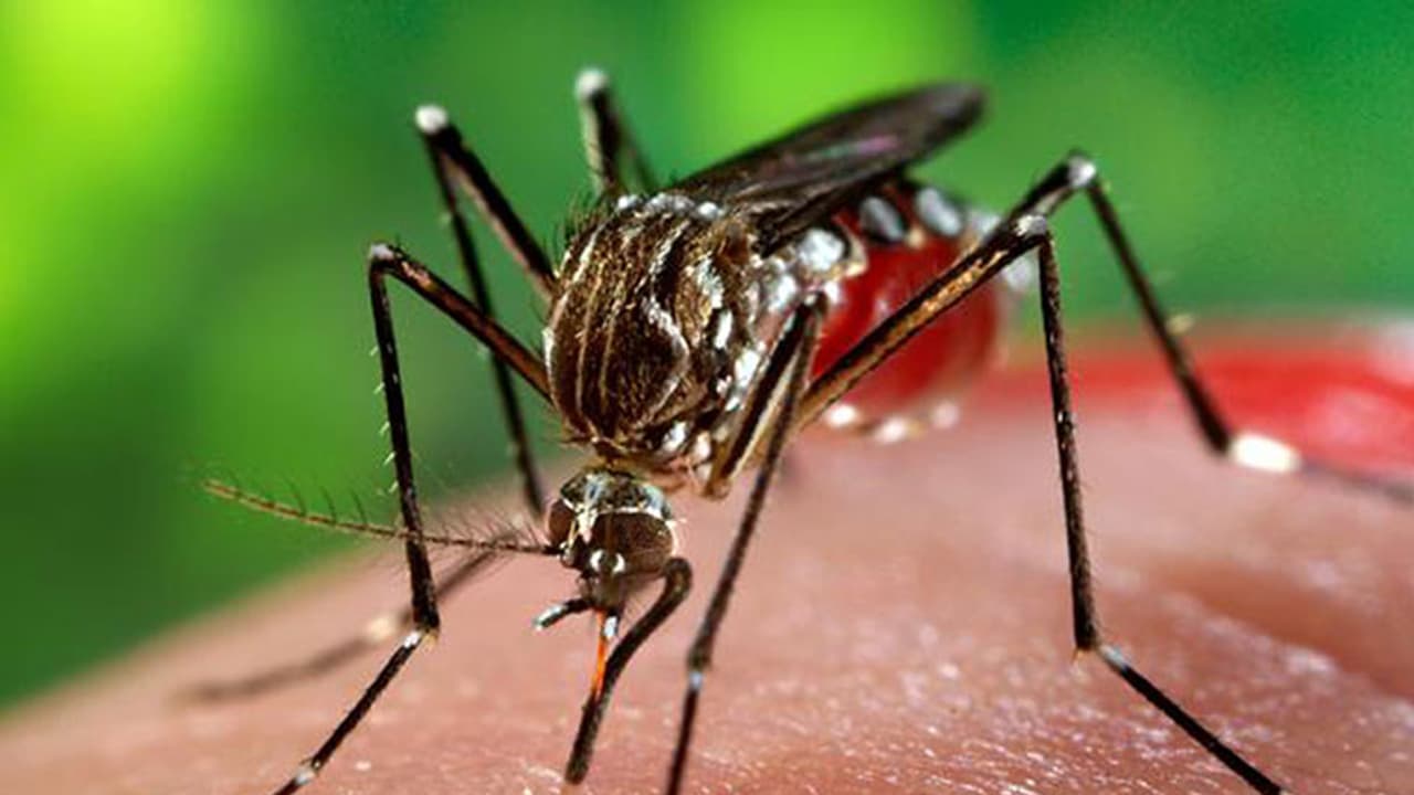 Zika: ICMR team rushes to Rajasthan after number of infected people reaches 100