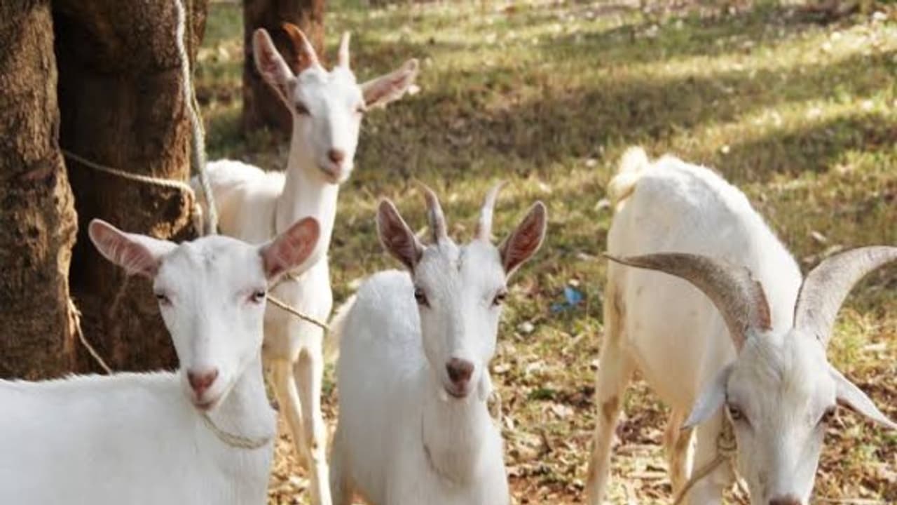 வெள்ளாட்டுப் பால் மற்றும் எருவில் கூட நல்ல லாபம் கிட்டும். எப்படி? வெள்ளாட்டுப் பால் மற்றும் எருவில் கூட நல்ல லாபம் கிட்டும். எப்படி?