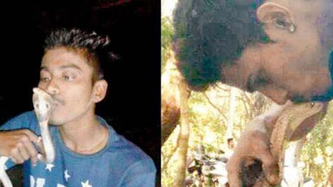 ಹಿಡಿದ ಹಾವಿಗೆ ಮುತ್ತಿಕ್ಕಿ ಸತ್ತ..! ಹಿಡಿದ ಹಾವಿಗೆ ಮುತ್ತಿಕ್ಕಿ ಸತ್ತ..!