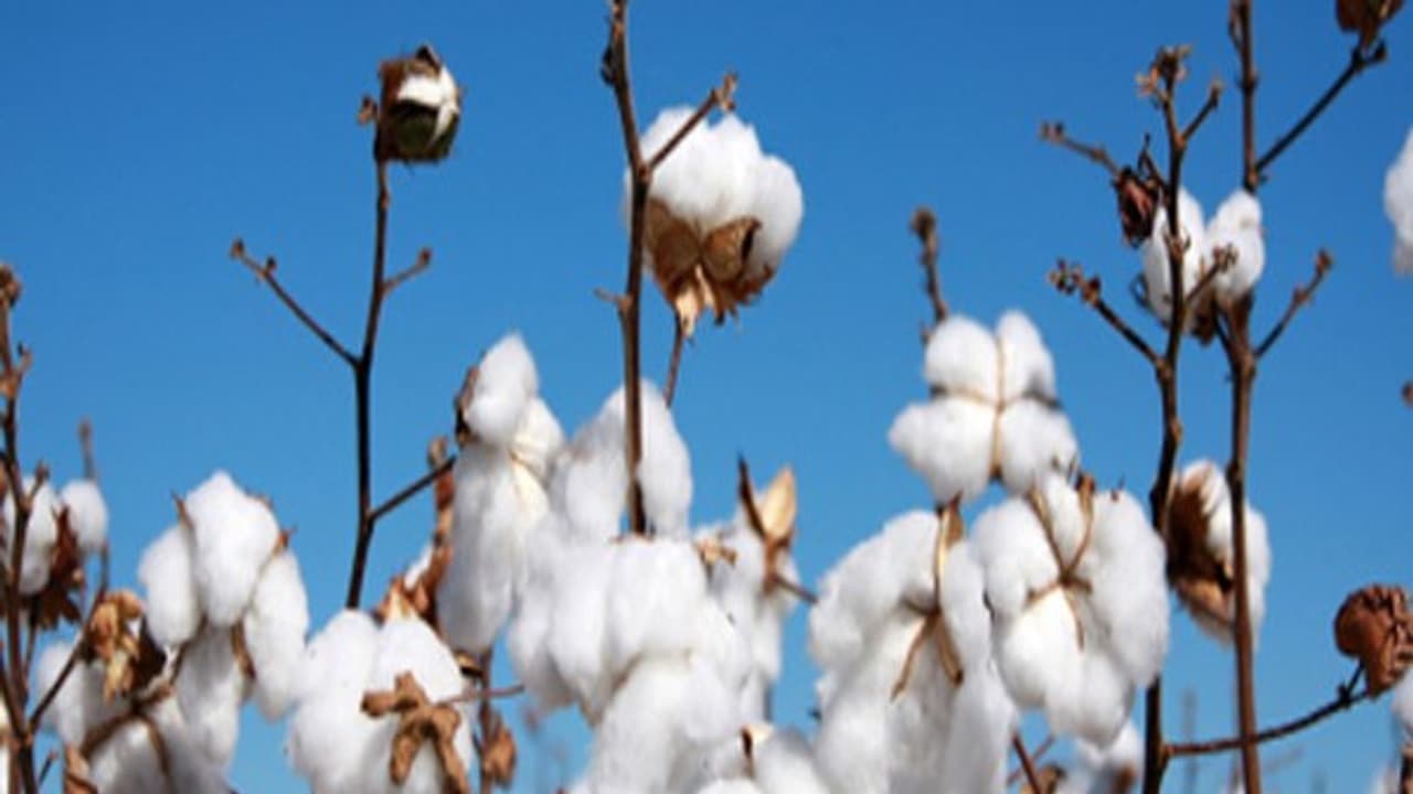 பருத்தியில் பூச்சித் தாக்குதலை எப்படியெல்லாம் தடுக்கலாம்... பருத்தியில் பூச்சித் தாக்குதலை எப்படியெல்லாம் தடுக்கலாம்...