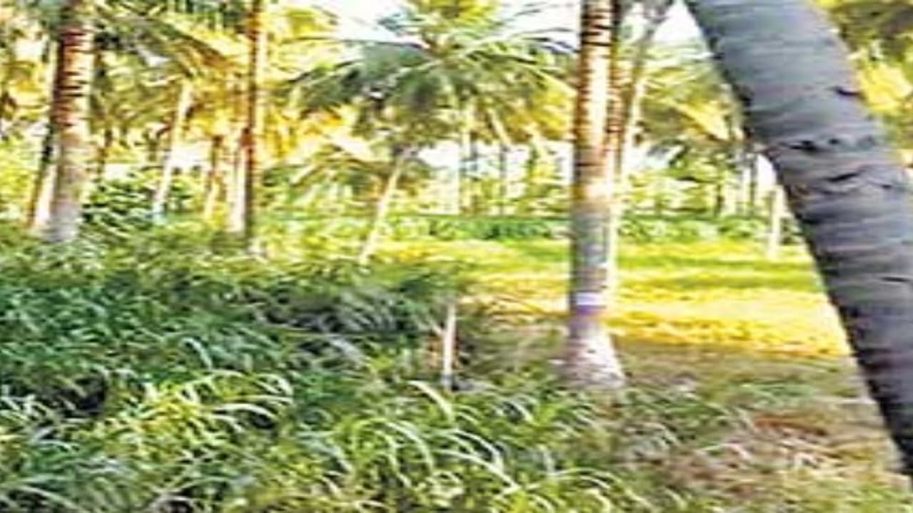 தோப்பிற்கு நடுவே கொட்டில் முறையில் ஆடு வளர்ப்பு; ஆட்டுக்கு தீவனம், மரத்திற்கு உரம்… தோப்பிற்கு நடுவே கொட்டில் முறையில் ஆடு வளர்ப்பு; ஆட்டுக்கு தீவனம், மரத்திற்கு உரம்…