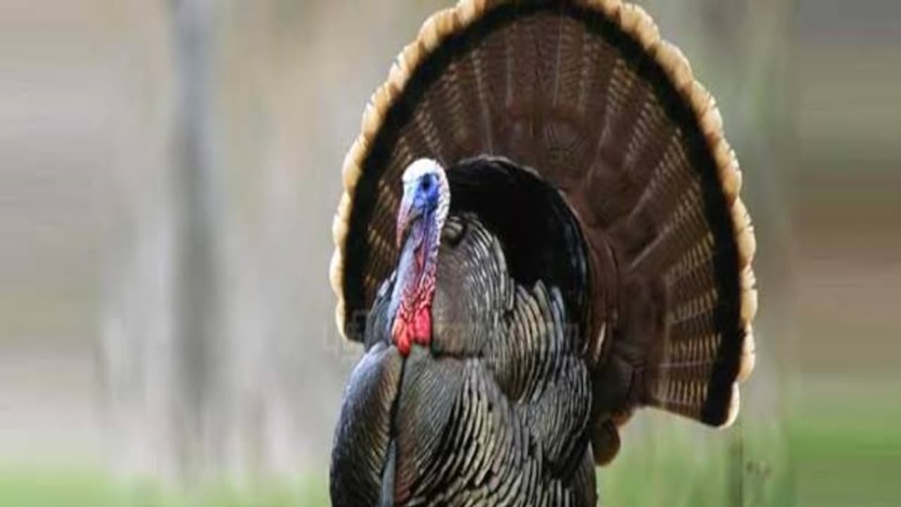 வான்கோழிகளை செயற்கை முறையில் அடைகாக்கும் முறை இதோ... வான்கோழிகளை செயற்கை முறையில் அடைகாக்கும் முறை இதோ...