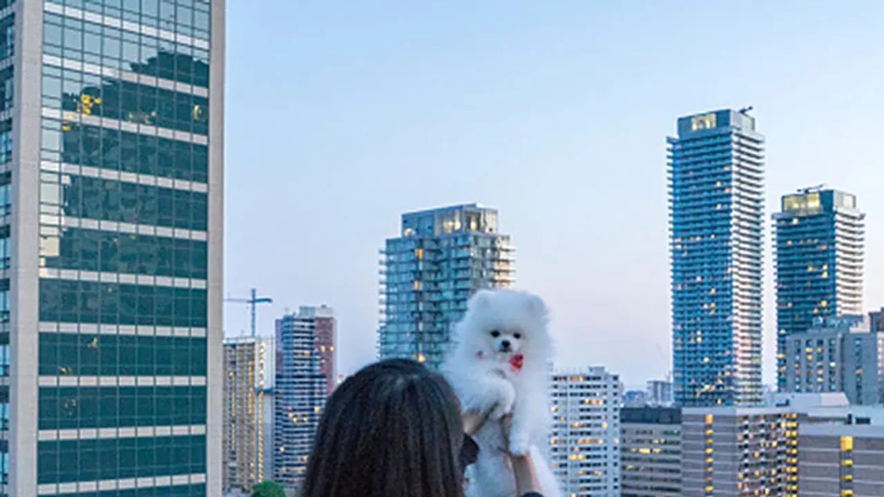 19 year old Bengaluru girl kills self over death of pet dog?