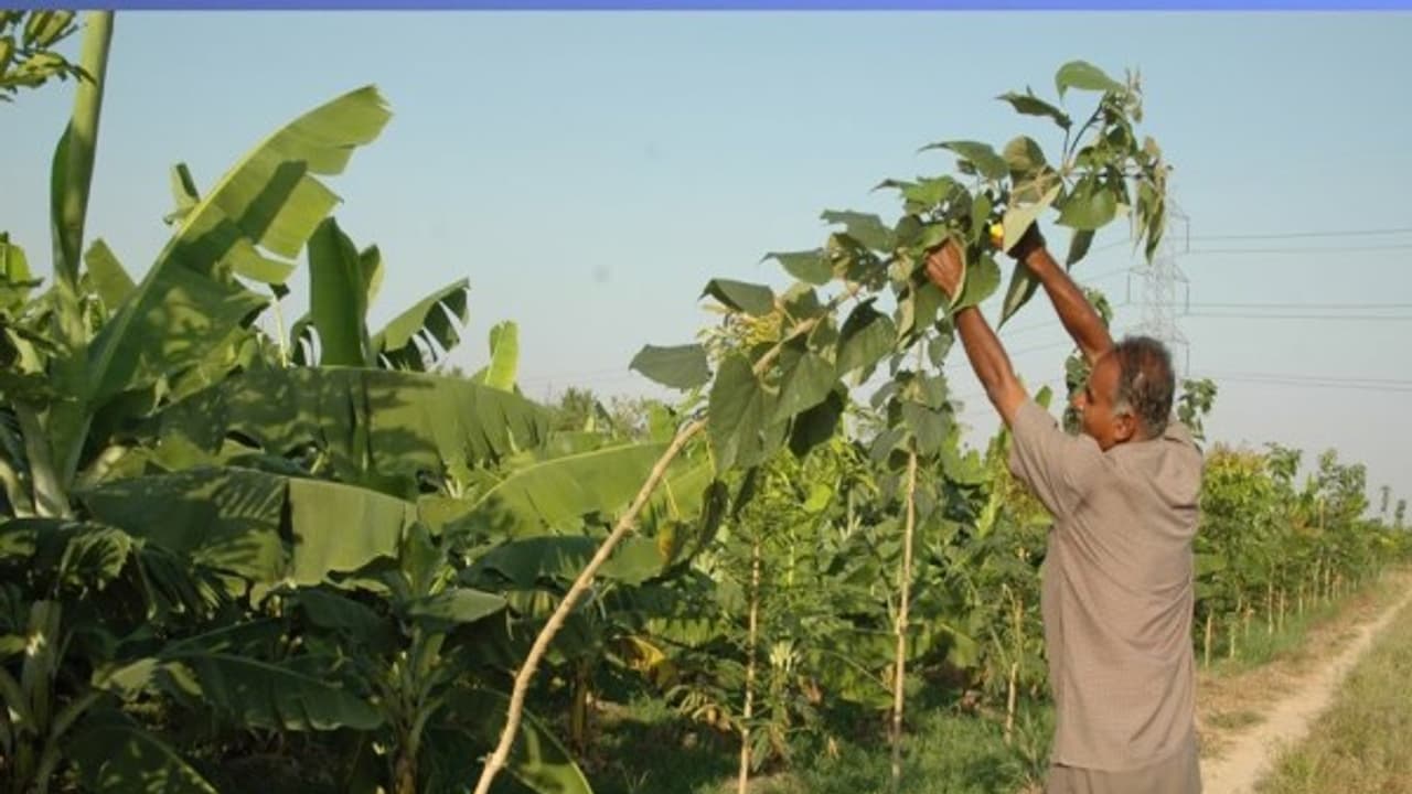 குமிழ்மர சாகுபடி தொழில்நுட்பத்தில் இந்த இரண்டு மேலாண்மைகளும் மிக முக்கியம்... குமிழ்மர சாகுபடி தொழில்நுட்பத்தில் இந்த இரண்டு மேலாண்மைகளும் மிக முக்கியம்...