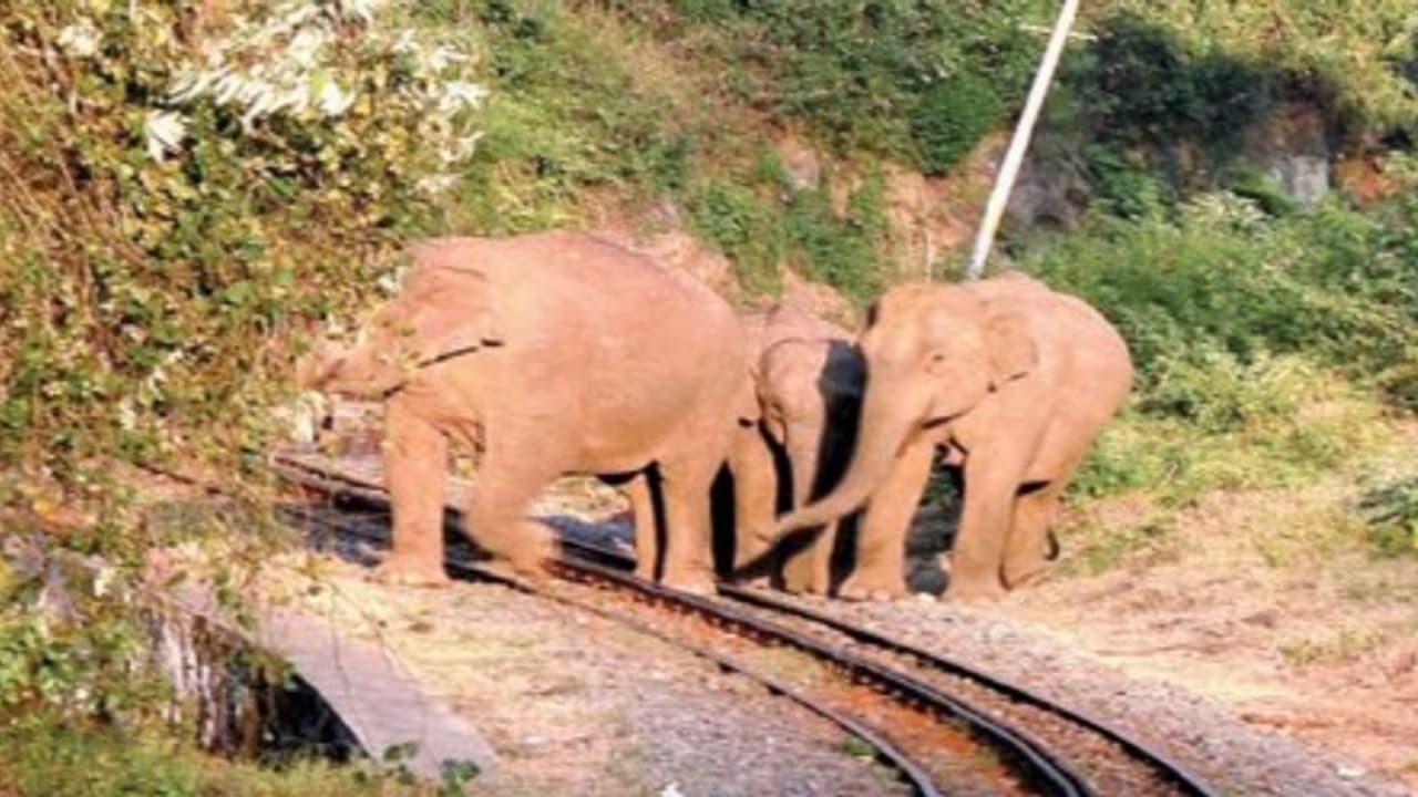 மலை இரயிலை மறித்த காட்டு யானைகள்; சுதாரித்துக் கொண்டு இரயிலை நிறுத்தியதால் விபத்து தவிர்ப்பு… மலை இரயிலை மறித்த காட்டு யானைகள்; சுதாரித்துக் கொண்டு இரயிலை நிறுத்தியதால் விபத்து தவிர்ப்பு…