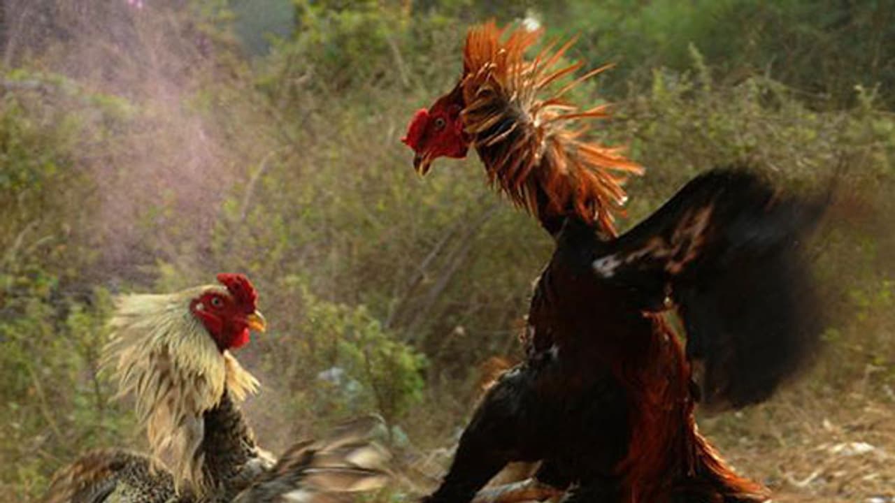 కోడి పందాల నిర్వాహకుల సరికొత్త ఐడియా.. బుల్లెట్ బైక్ ఆఫర్.. ఎక్కడంటే.. కోడి పందాల నిర్వాహకుల సరికొత్త ఐడియా.. బుల్లెట్ బైక్ ఆఫర్.. ఎక్కడంటే..