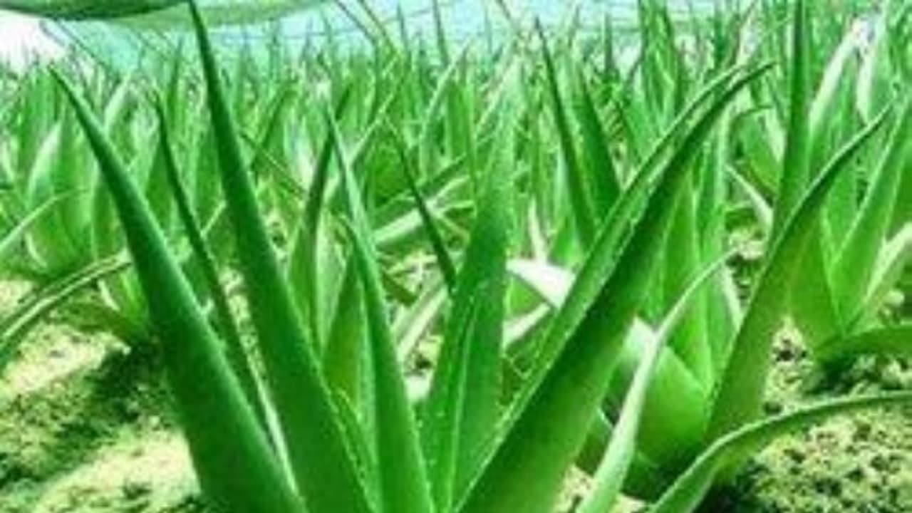 இந்த மூலிகைகளை எல்லாம் நீங்கள் வீட்டிலேயே பயிரிட்டு வளர்க்கலாம்... இந்த மூலிகைகளை எல்லாம் நீங்கள் வீட்டிலேயே பயிரிட்டு வளர்க்கலாம்...