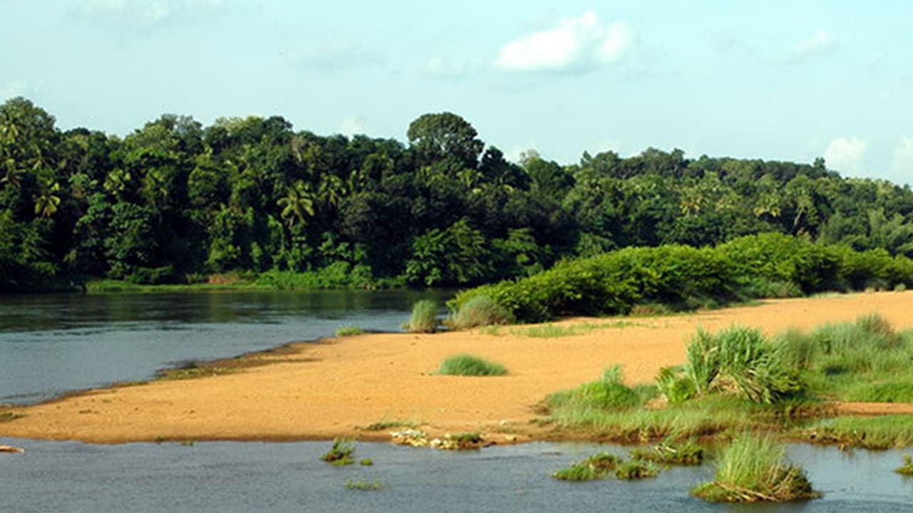 River Tungabhadra turns green; Ecologists blame chemical fertilisers
