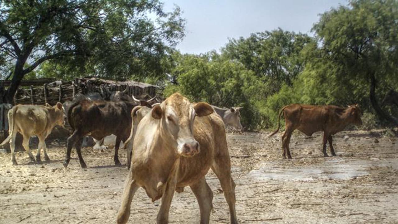 ಅಕ್ರಮ ಗೋ ಸಾಗಾಟ ವೇಳೆ ವಾಹನ ಅಪಘಾತ: ಕೈಕಾಲು ಕಟ್ಟಿ, ಬಾಯಿಗೆ ಟಿಕ್ಸೋ ಬಿಗಿದಿದ್ದ ಕರುಗಳ ರಕ್ಷಣೆ ಅಕ್ರಮ ಗೋ ಸಾಗಾಟ ವೇಳೆ ವಾಹನ ಅಪಘಾತ: ಕೈಕಾಲು ಕಟ್ಟಿ, ಬಾಯಿಗೆ ಟಿಕ್ಸೋ ಬಿಗಿದಿದ್ದ ಕರುಗಳ ರಕ್ಷಣೆ