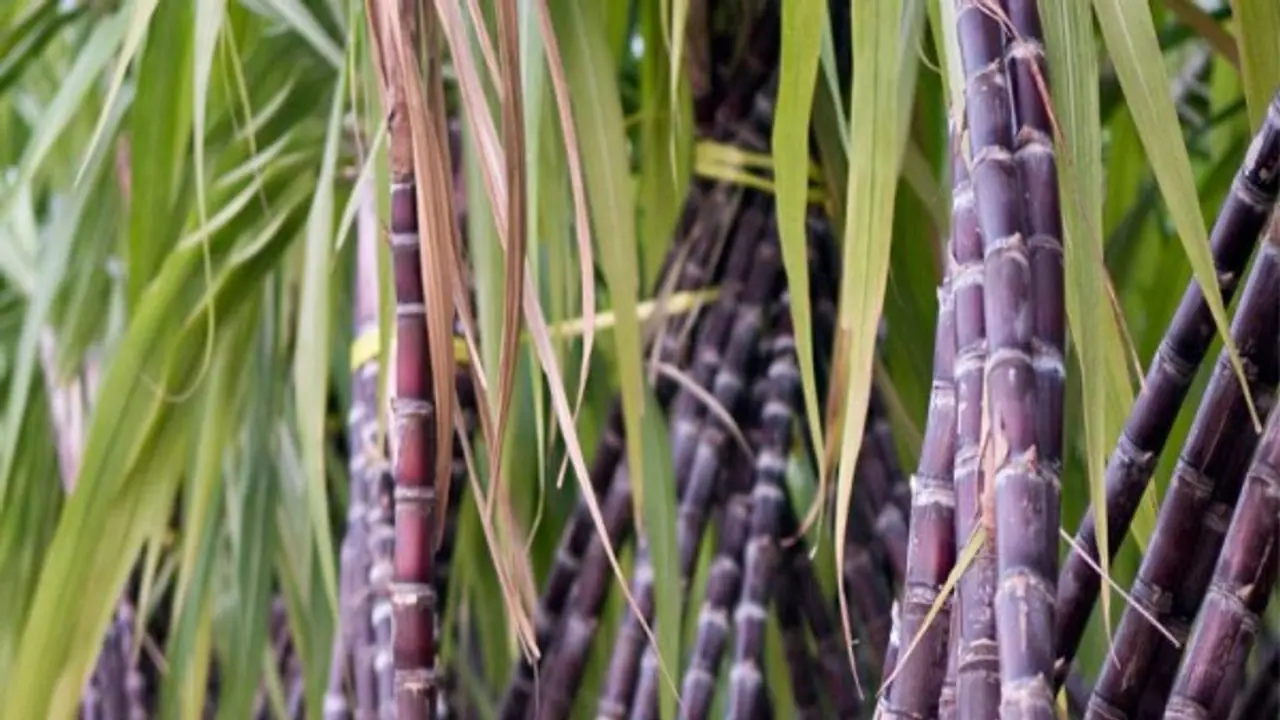 ಸಕ್ಕರೆ ಕಾರ್ಖಾನೆ ಪುನಶ್ಚೇತನ: 40 ವರ್ಷಗಳ ಅವಧಿಗೆ ಟೆಂಡರ್