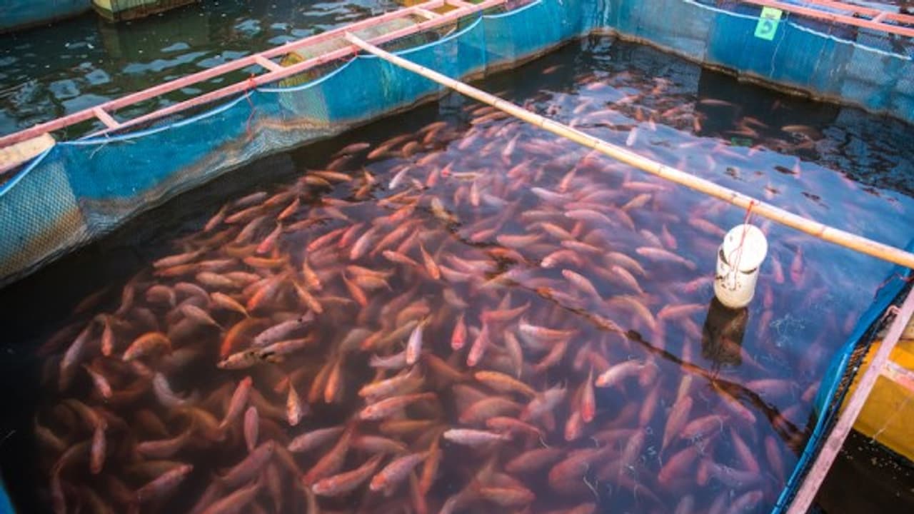 குளத்தில் மீன்களுக்கு உணவாகப் பயன்படும் பல வகையான இயற்கை உணவுகள் இதோ... குளத்தில் மீன்களுக்கு உணவாகப் பயன்படும் பல வகையான இயற்கை உணவுகள் இதோ...