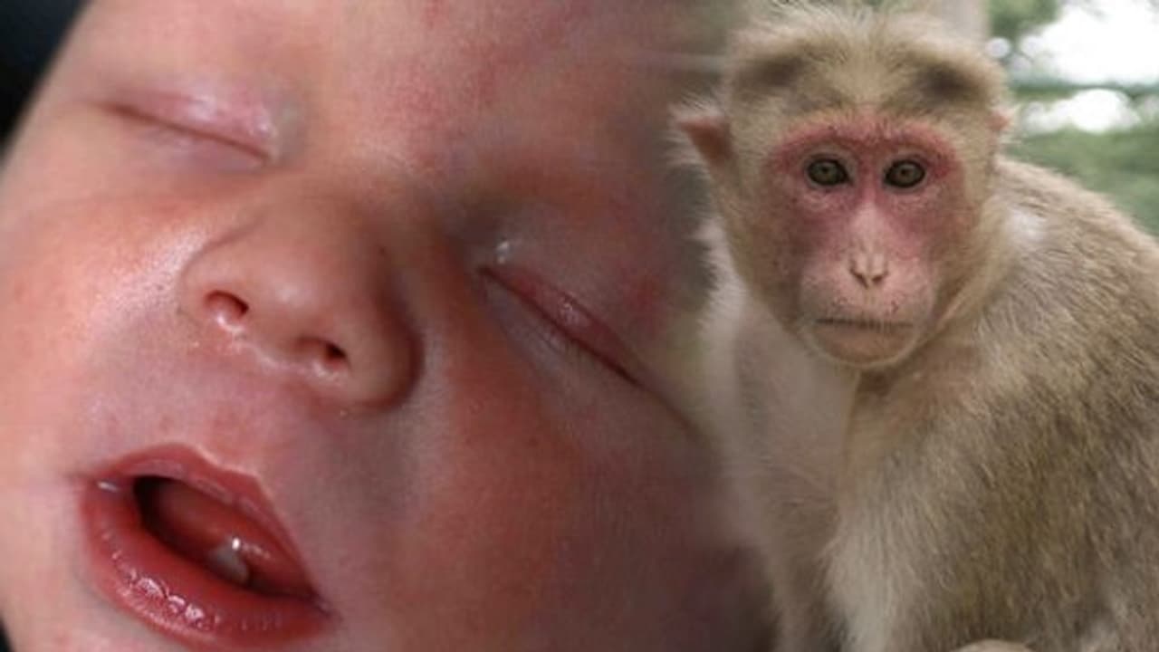 தூங்கிய குழந்தையை வனப்பகுதிக்கு தூக்கிச் சென்ற குரங்கு...! பெற்றோர் பரிதவிப்பு... தூங்கிய குழந்தையை வனப்பகுதிக்கு தூக்கிச் சென்ற குரங்கு...! பெற்றோர் பரிதவிப்பு...