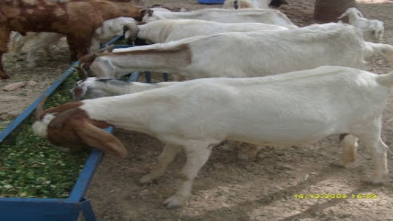 சிக்கலில்லாமல் கலப்பின ஆடுகளை தரமாக உருவாக்கி லாபம் பார்க்கலாம்… சிக்கலில்லாமல் கலப்பின ஆடுகளை தரமாக உருவாக்கி லாபம் பார்க்கலாம்…