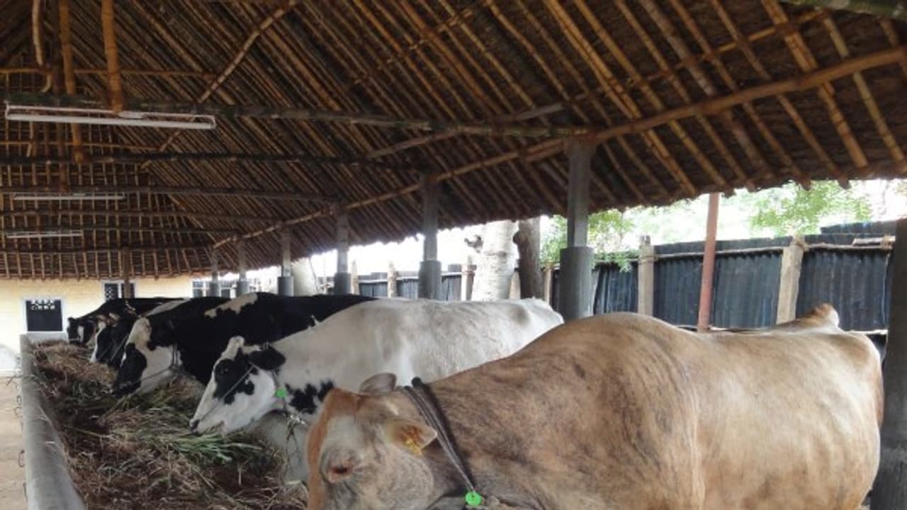 முகப்புறம் அருகருகே இருக்கும் கொட்டகையால் எவ்வளவு பயன்கள் இருக்கு தெரியுமா? முகப்புறம் அருகருகே இருக்கும் கொட்டகையால் எவ்வளவு பயன்கள் இருக்கு தெரியுமா?