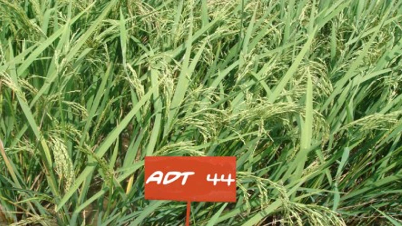 சம்பா சாகுபடி செய்யுமபோது கூடுதல் விளைச்சலைக் கொடுக்கும் ரகம்… சம்பா சாகுபடி செய்யுமபோது கூடுதல் விளைச்சலைக் கொடுக்கும் ரகம்…