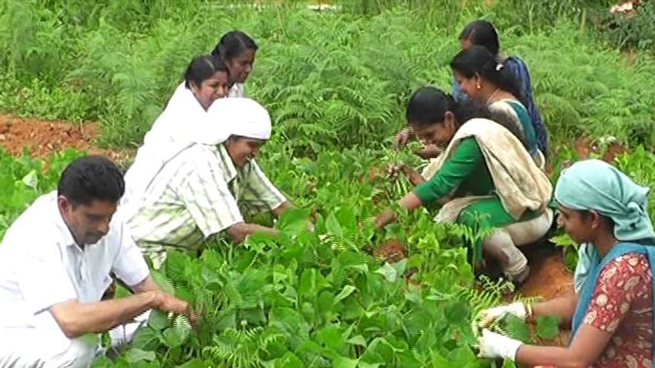 ആതുരസേവനത്തില് മാത്രമല്ല പച്ചക്കറി കൃഷിയിലും ഇവര് മിടുക്കര് ആതുരസേവനത്തില് മാത്രമല്ല പച്ചക്കറി കൃഷിയിലും ഇവര് മിടുക്കര്