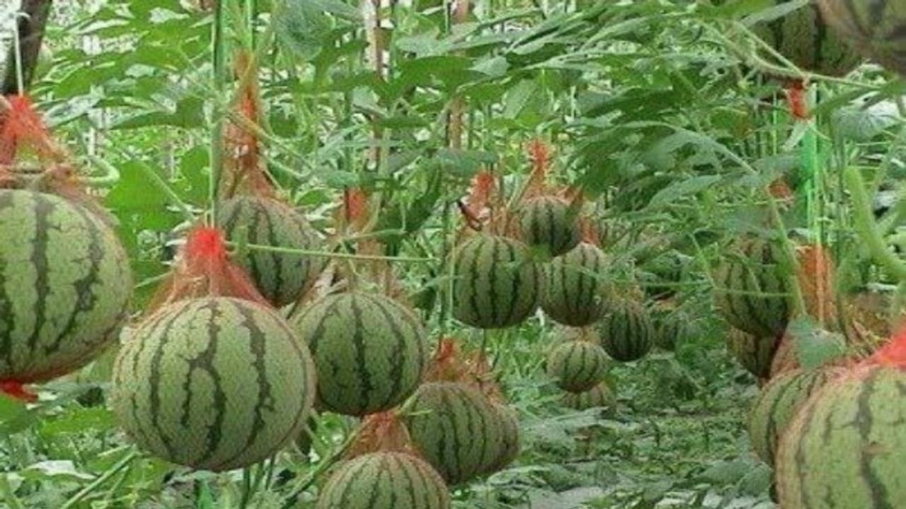 இயற்கை முறையில் தர்பூசணி சாகுபடி செய்ய இதுதான் சரியான வழி... இயற்கை முறையில் தர்பூசணி சாகுபடி செய்ய இதுதான் சரியான வழி...