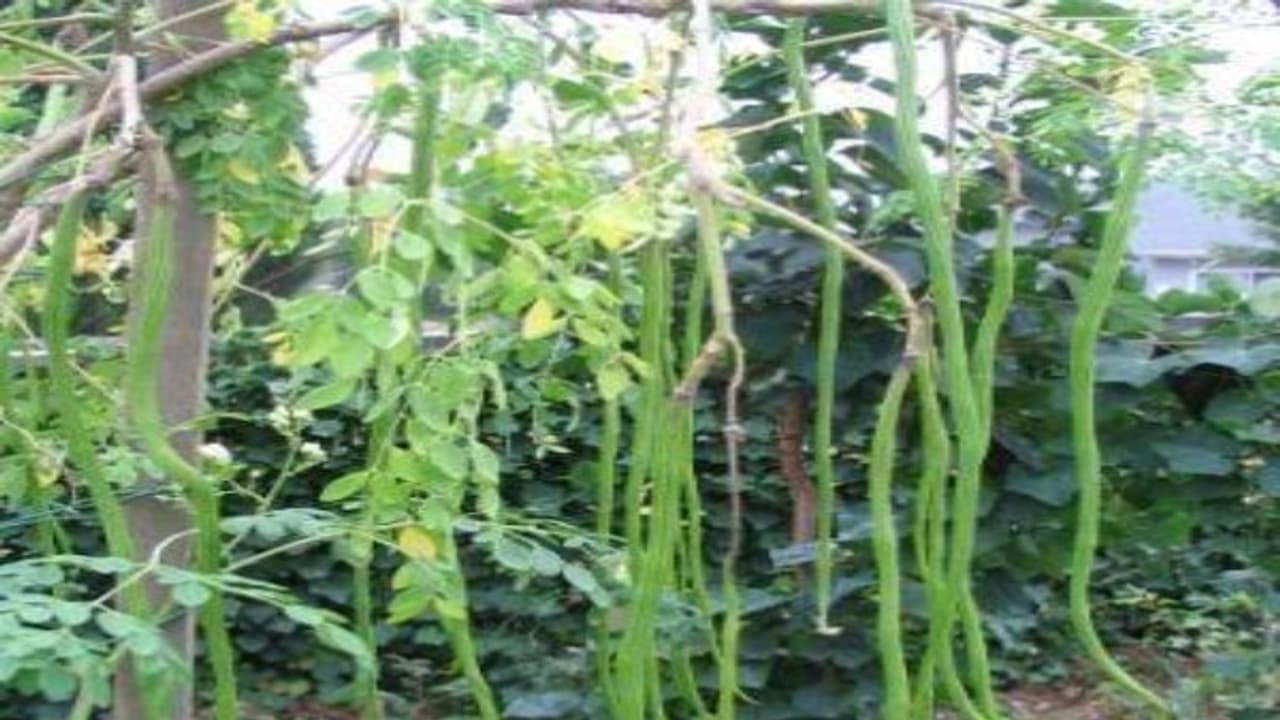 முருங்கையை நல்ல முறையில் பராமரித்தால் 8 ஆண்டுகள் வரை நல்ல மகசூல் பார்க்கலாம்… முருங்கையை நல்ல முறையில் பராமரித்தால் 8 ஆண்டுகள் வரை நல்ல மகசூல் பார்க்கலாம்…