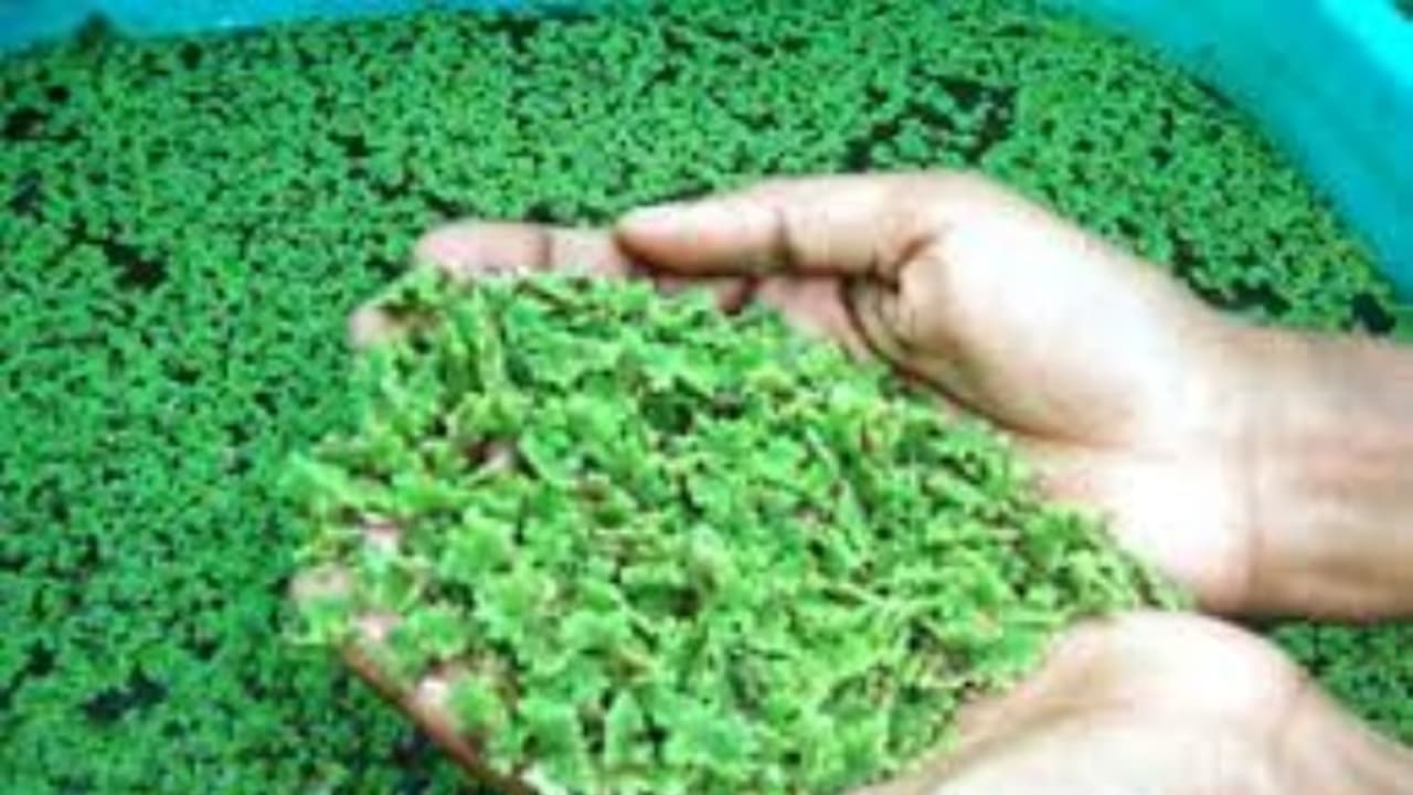 களர் நிலங்களை மேம்படுத்த இந்த வகைப் பாசி உதவும்… களர் நிலங்களை மேம்படுத்த இந்த வகைப் பாசி உதவும்…