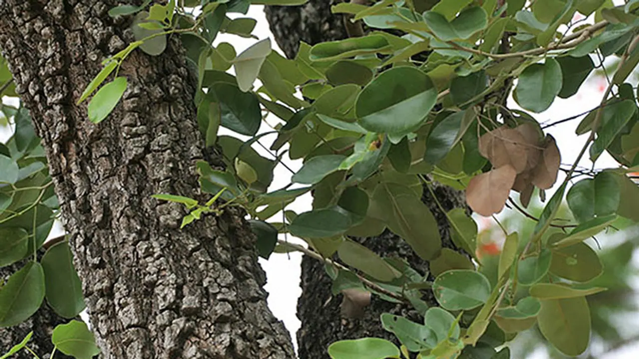 Curious case of now 'relaxed' red sanders export norms Curious case of now 'relaxed' red sanders export norms