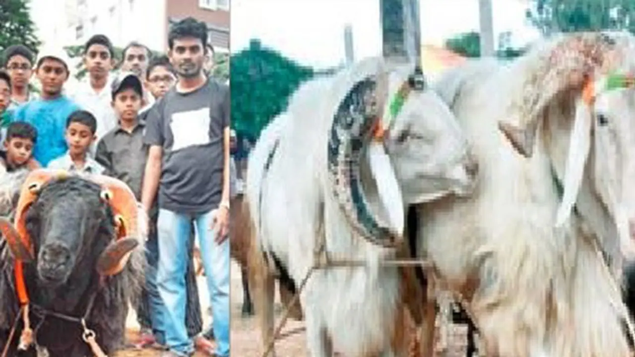 Baahubali, Jangli Pailwan, Sulthan arrive in City for Bakrid Baahubali, Jangli Pailwan, Sulthan arrive in City for Bakrid