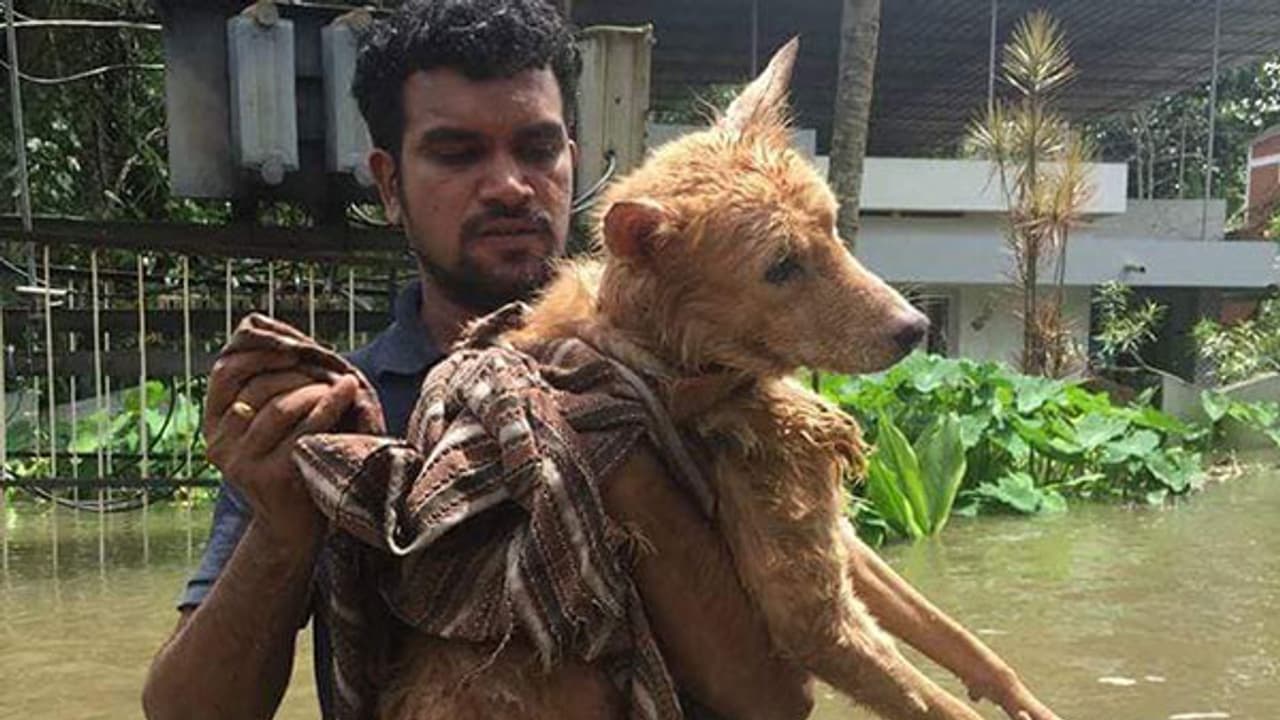 വെള്ളത്തിൽ മുങ്ങിയിട്ടും കാവലാളായി അവനെന്നും വീഡിയോ വെള്ളത്തിൽ മുങ്ങിയിട്ടും കാവലാളായി അവനെന്നും വീഡിയോ