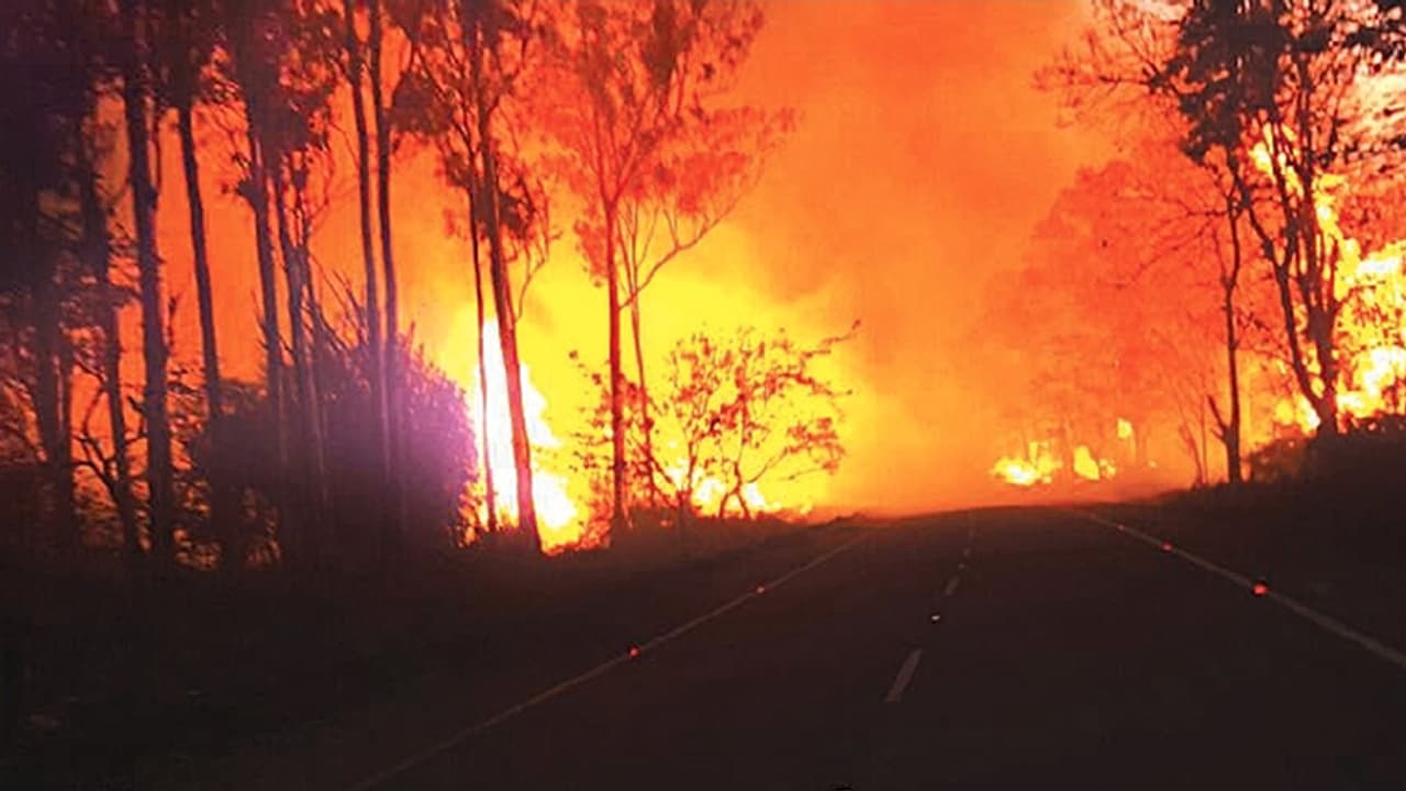 ರಾಜ್ಯದಲ್ಲಿ ಈ ಬಾರಿಯ ಕಾಡ್ಗಿಚ್ಚು ಇತಿಹಾಸದಲ್ಲೇ 3ನೇ ಅತಿದೊಡ್ಡದು ರಾಜ್ಯದಲ್ಲಿ ಈ ಬಾರಿಯ ಕಾಡ್ಗಿಚ್ಚು ಇತಿಹಾಸದಲ್ಲೇ 3ನೇ ಅತಿದೊಡ್ಡದು