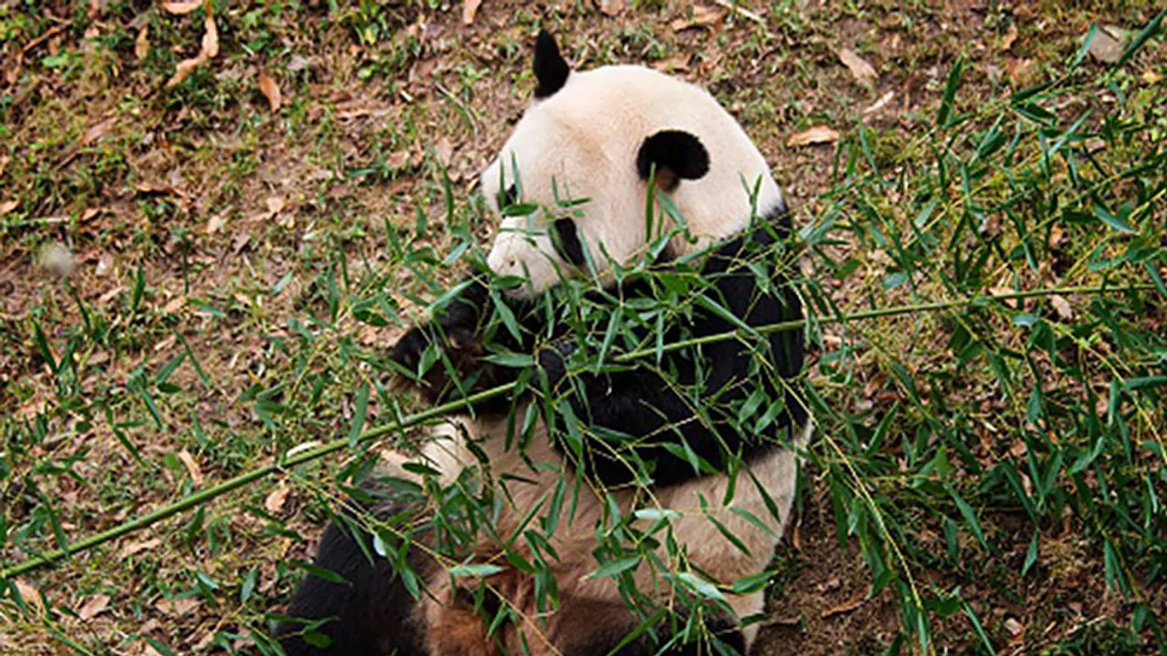 US bred Pandas struggle to understand Chinese trainer US bred Pandas struggle to understand Chinese trainer