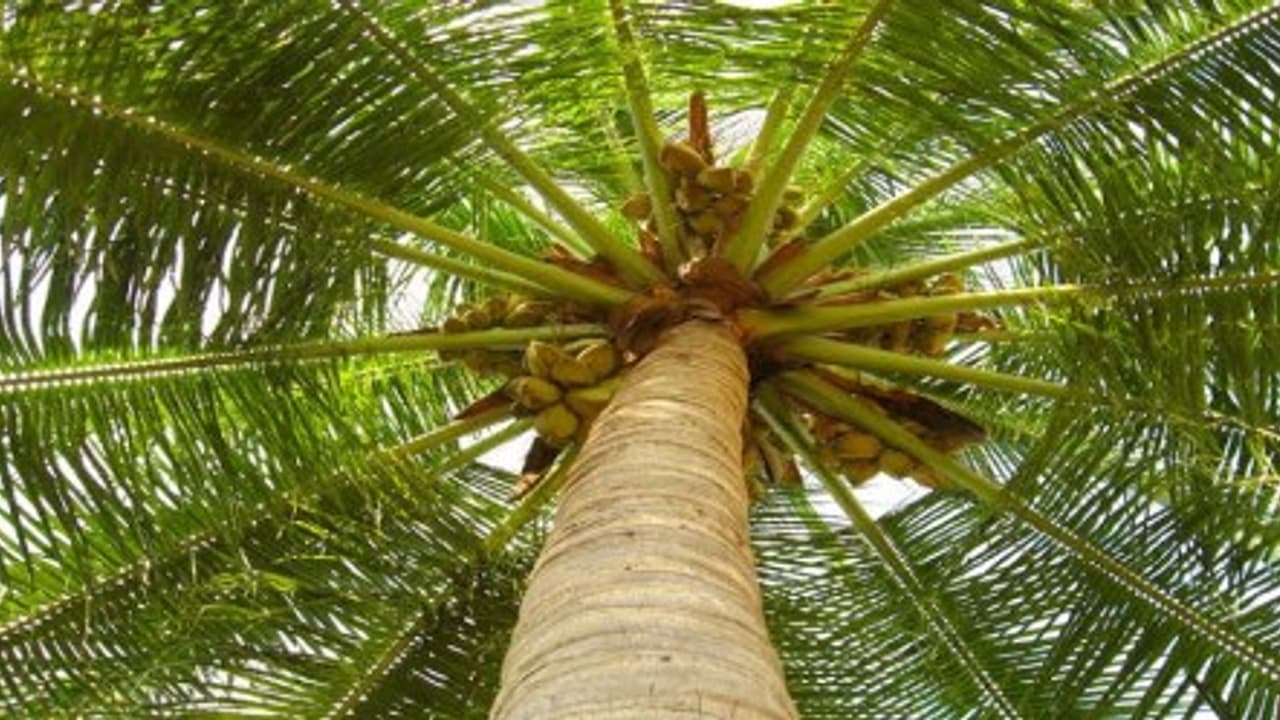 தென்னையில் ஊடுபயிராக சேனைக்கிழங்கு செய்து 25 ஆயிரம் வரை வருமானம் பெறலாம்…