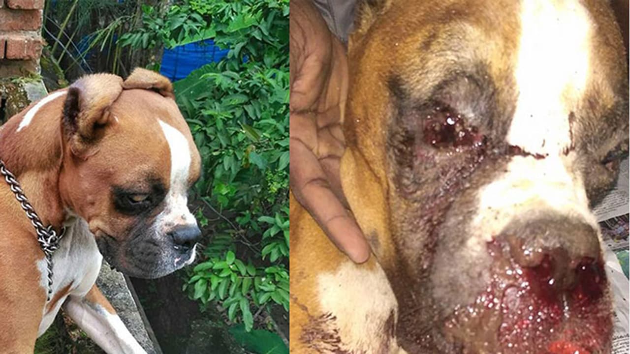 നായയെ തല്ലിക്കൊന്നതിന് അയല്വാസിയ്ക്കെതിരെ കേസ്; ജിതേന്ദ്രദാസിന് പറയാനുള്ളത് നായയെ തല്ലിക്കൊന്നതിന് അയല്വാസിയ്ക്കെതിരെ കേസ്; ജിതേന്ദ്രദാസിന് പറയാനുള്ളത്