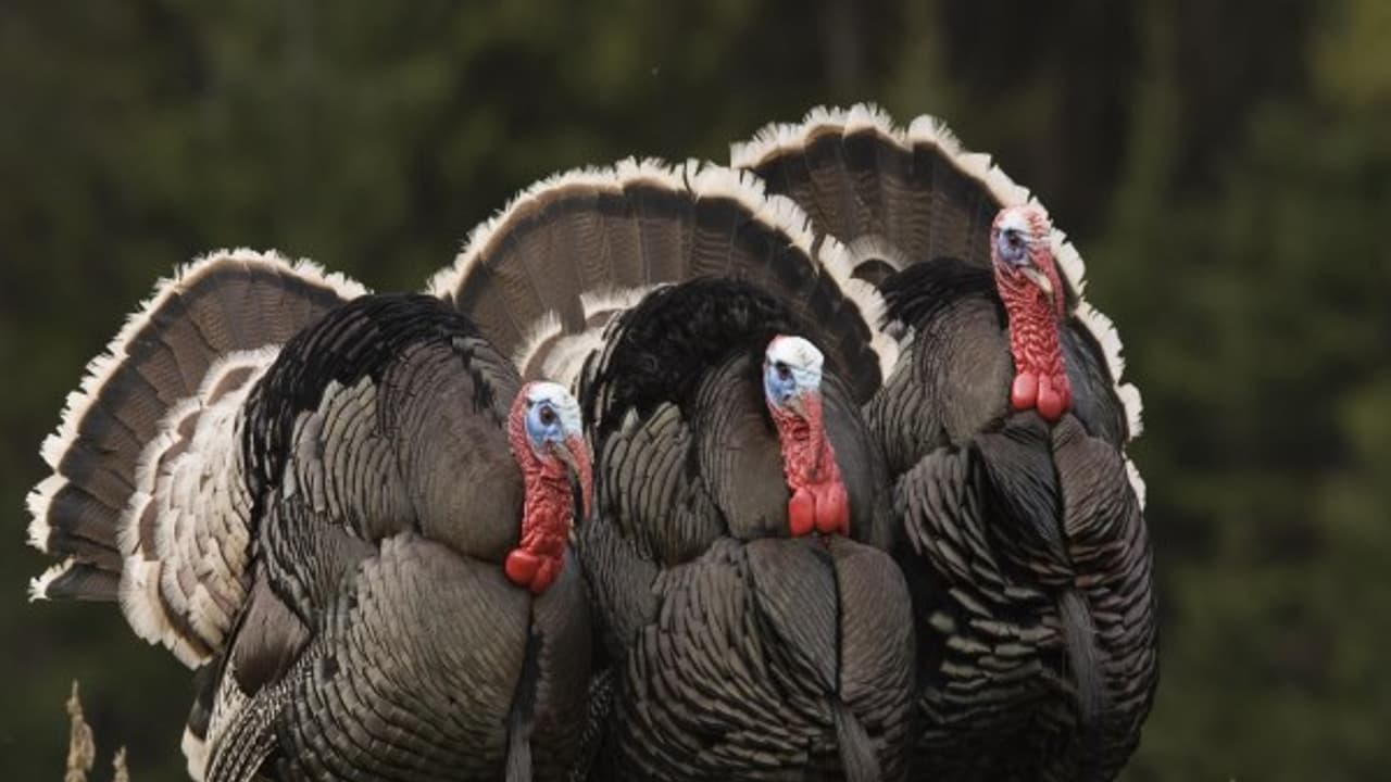 பெட்டை வான்கோழிகளை எப்படி செயற்கை முறையில் கருவூட்டல் செய்வது? பெட்டை வான்கோழிகளை எப்படி செயற்கை முறையில் கருவூட்டல் செய்வது?