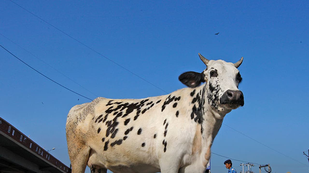 ಗಬ್ಬದ ಹಸು ಕಾಲು ಕಡಿದು ಕಸಾಯಿಖಾನೆಗೆ ಸಾಗಿಸಲು ಯತ್ನಿಸಿದ ಪಾಪಿ
