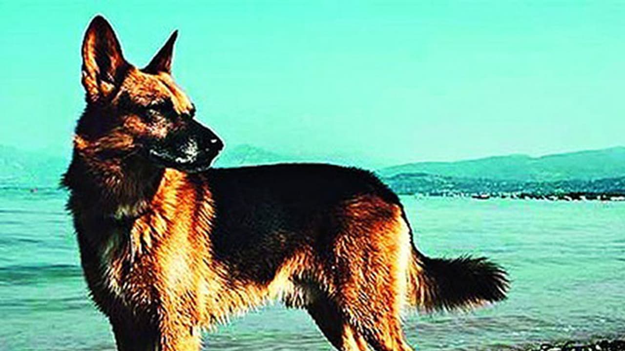 ಬಾಡಿಗೆಗೆ ಶ್ವಾನಗಳು ಲಭ್ಯ! ಬಾಡಿಗೆಗೆ ಶ್ವಾನಗಳು ಲಭ್ಯ!