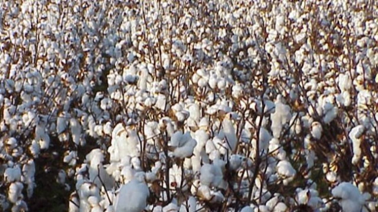 பருத்தி சாகுபடியில் மகசூலை அதிகரிக்க இப்படியொரு வழி இருக்கு... பருத்தி சாகுபடியில் மகசூலை அதிகரிக்க இப்படியொரு வழி இருக்கு...