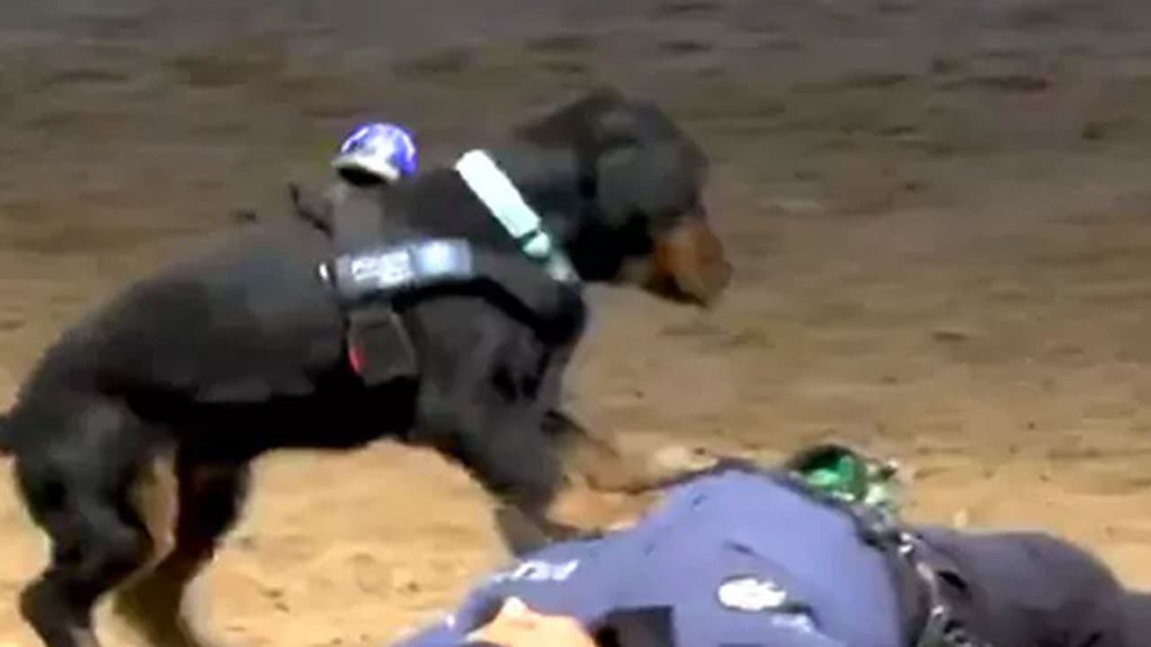 പരിശീലകന് സിപിആര് കൊടുക്കുന്ന നായ; ഹൃദയസ്പര്ശിയായ വീഡിയോ പരിശീലകന് സിപിആര് കൊടുക്കുന്ന നായ; ഹൃദയസ്പര്ശിയായ വീഡിയോ