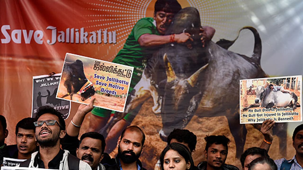 Jallikattu protests: Tamil Nadu on verge of taming ban Jallikattu protests: Tamil Nadu on verge of taming ban