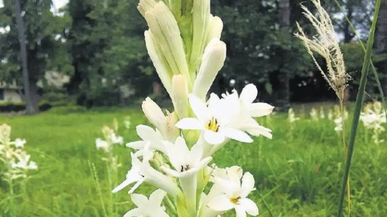 சம்பங்கி மலர் சாகுபடி செய்தால் அதிக வருமானம் ஈட்டலாம்… சம்பங்கி மலர் சாகுபடி செய்தால் அதிக வருமானம் ஈட்டலாம்…