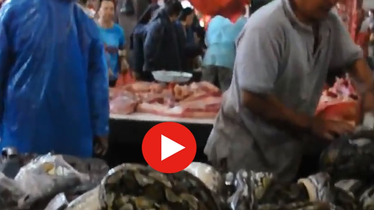 పాముల మాంసం మార్కెట్...(వీడియో)