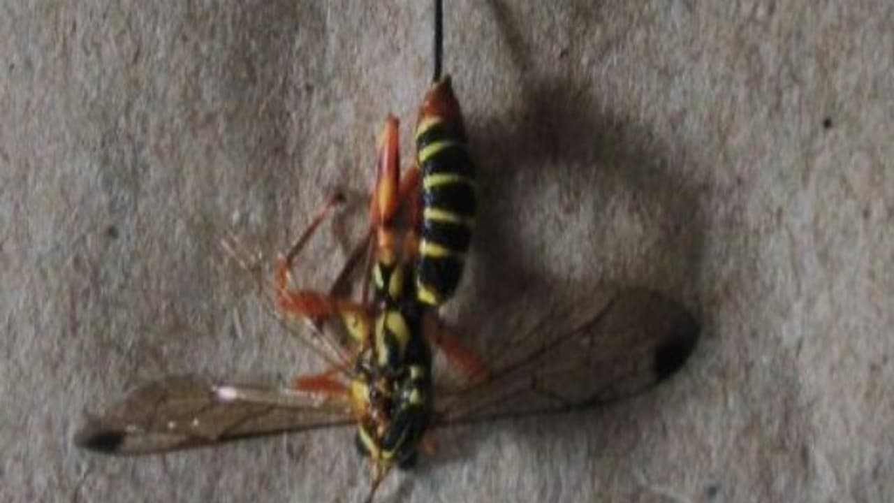 ஆரணி அருகே அதிசய கொசுக்கள்...! டெங்கு பீதிக்கு நடுவே....கதிகலங்கும் மக்கள் ..! ஆரணி அருகே அதிசய கொசுக்கள்...! டெங்கு பீதிக்கு நடுவே....கதிகலங்கும் மக்கள் ..!