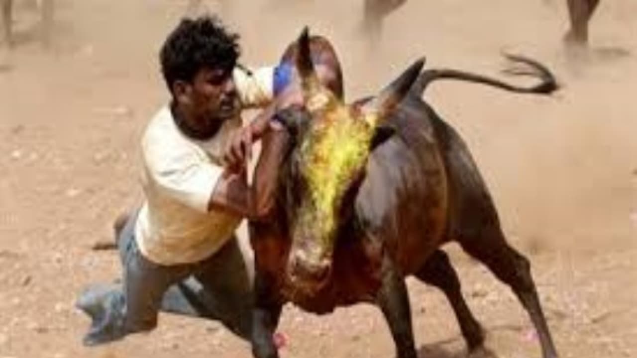 ஜனவரி 7...! ஜல்லிக்கட்டு பிரீமியர் லீக்..! நீங்க ரெடியா..? ஜனவரி 7...! ஜல்லிக்கட்டு பிரீமியர் லீக்..! நீங்க ரெடியா..?