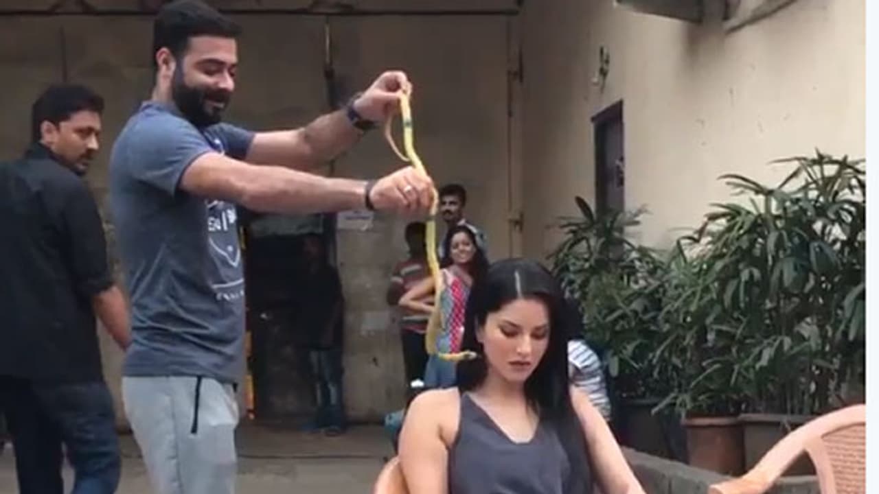 സണ്ണിലിയോണിന്റെ ദേഹത്ത് പാമ്പിനെ ഇട്ടു, വീഡിയോ വൈറല് സണ്ണിലിയോണിന്റെ ദേഹത്ത് പാമ്പിനെ ഇട്ടു, വീഡിയോ വൈറല്